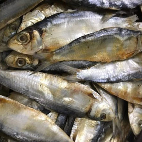 Cá trích khô
