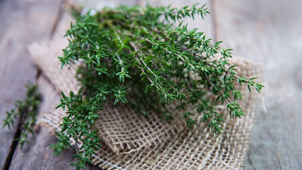 Lá thyme